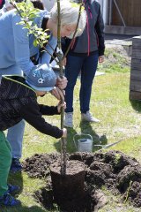 Gartenprojekt Baum einpflanzen